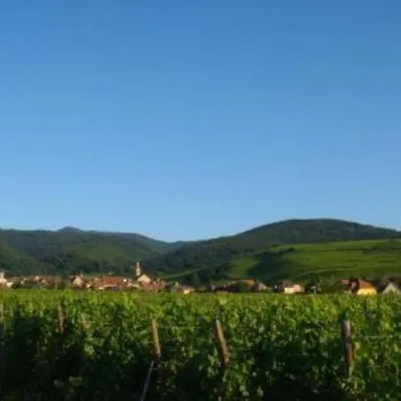 Vue Sur Vignes *