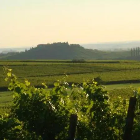 Vue Sur Vignes Riquewihr